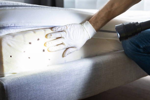 Best Pest Prevention Services  in Irwindale, CA